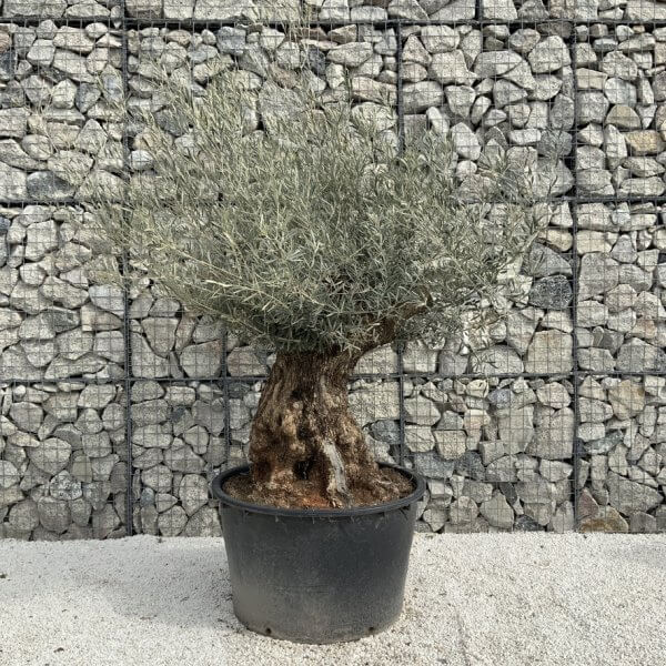 Gnarled Olive Tree XXL (Ancient) J287 - 97A1B807 CF71 42ED 99E7 E5EC226478F8 1 105 c