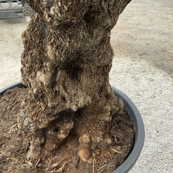 Gnarled Olive Tree XXL (Ancient) J290 - 9847F72B 4992 4663 BEC0 4C49A92F563C 1 105 c