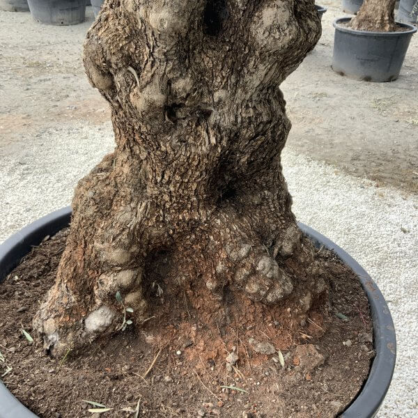 Gnarled Olive Tree XXL (Ancient) J510 - 98F01868 D467 4210 8C87 1FD93800117E scaled