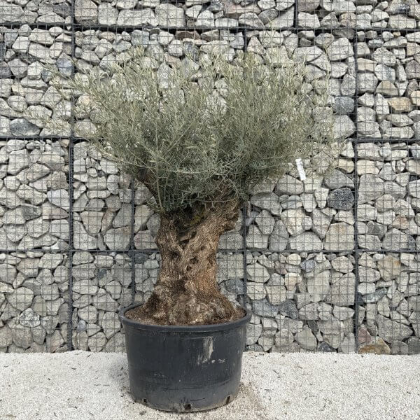 Gnarled Olive Tree XXL (Ancient) J523 - 9A05511B 62C7 440E 9696 31936971FF29 1 105 c 1