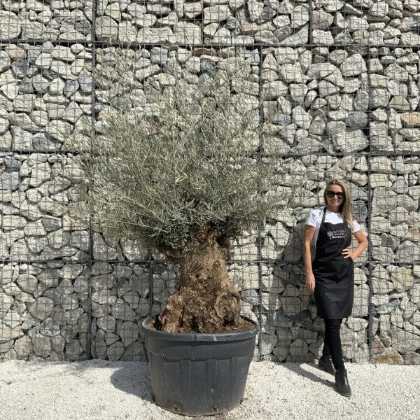 Gnarled Olive Tree XXL (Ancient) J504