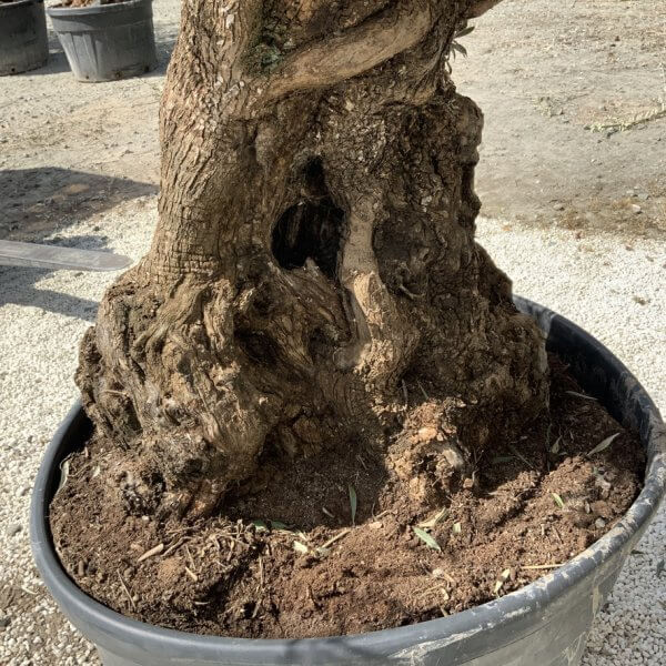 Gnarled Olive Tree XXL (Ancient) J504 - Image 4