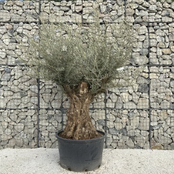 Gnarled Olive Tree XXL (Ancient) J494 - 9B699FFB CF46 4F5F 9F1F 0AFAA9E90E85 1 105 c