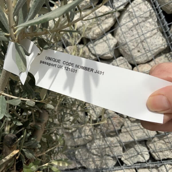 Gnarled Olive Tree XXL (Ancient) J491 - 9B9F5908 15AE 4299 9A99 F6176C9F7D75 1 105 c