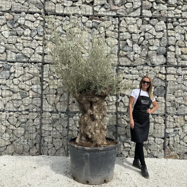 Gnarled Olive Tree XXL (Ancient) J499 - 9CED600D D8E4 40E0 87F4 EBAE3E9A3D96 1 105 c