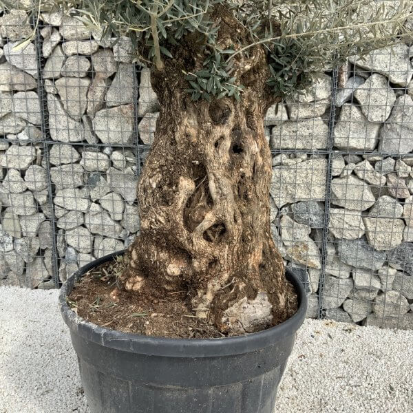 Gnarled Olive Tree XXL (Ancient) J292 - 9DA5EFC0 2FC8 4776 9C91 A127EE522DDF 1 105 c
