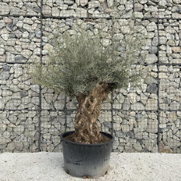 Gnarled Olive Tree XXL (Ancient) J495 - A00D2EC2 5FC8 4AF4 AD31 EC68C749C1A6 1 105 c 1