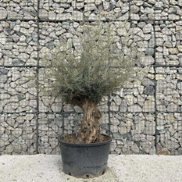 Gnarled Olive Tree XXL (Ancient) J522 - A0A5A449 53C4 488B 85FE 02AB6BD49F43 1 105 c