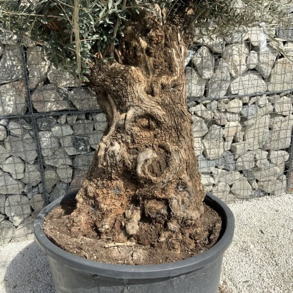 Gnarled Olive Tree XXL (Ancient) J508 - A0F82172 AE3C 434A 96D9 7780F742DB82 1 105 c
