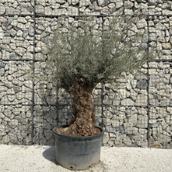 Gnarled Olive Tree XXL (Ancient) J507 - A1F9D115 95B4 4FE1 B7BE E4C6DA602E6F 1 105 c 1