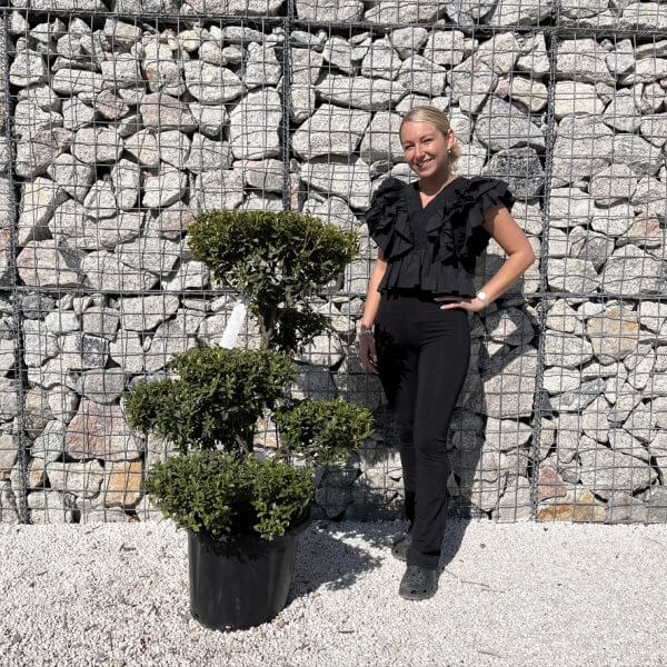 Ilex Maximowicziana Cloud Tree J273 - A5E2B879 6FC4 409E BB4E 8AEEC4890643 1 105 c 1