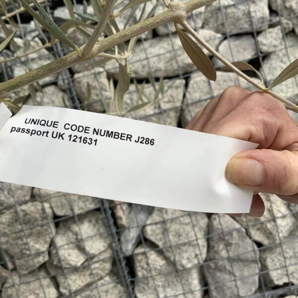 Gnarled Olive Tree XXL (Ancient) J286 - A60E3BF7 4726 4E1B ACBF D5178AF3E65E 1 105 c