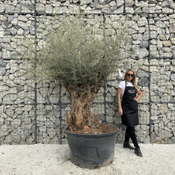 Gnarled Olive Tree XXL (Ancient) J517 - A60F64C8 DFD5 4964 8C03 5419A3839C5D 1 105 c
