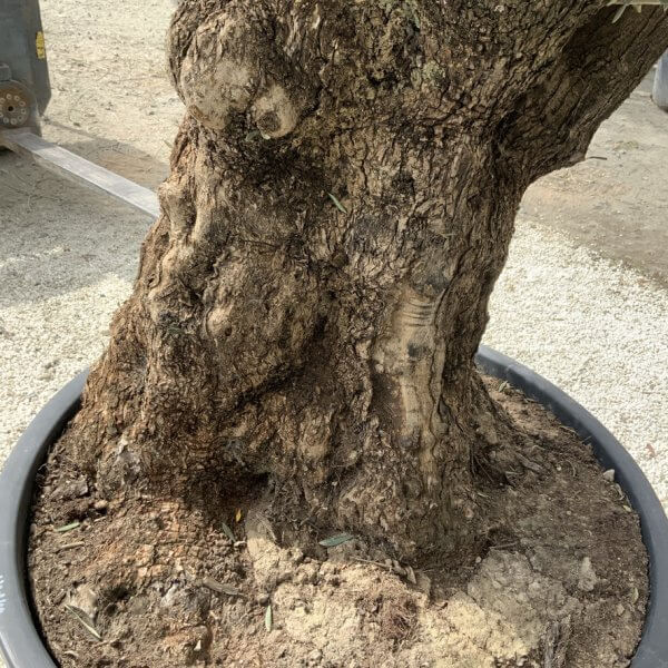 Gnarled Olive Tree XXL (Ancient) J519 - A7E24774 05BC 48B6 8342 60AC0BAAA6F6 1 105 c