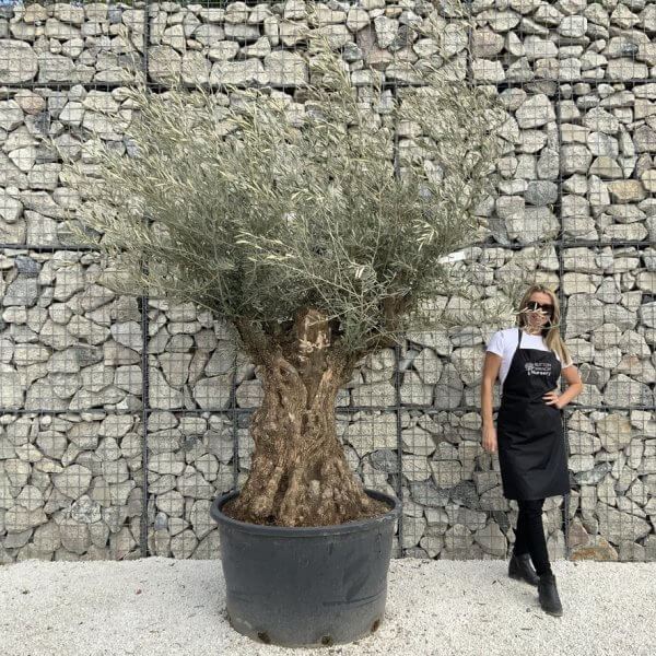 Gnarled Olive Tree XXL (Ancient) J494 - A88279DE CD4D 4133 8E80 C0B674C80843 1 105 c