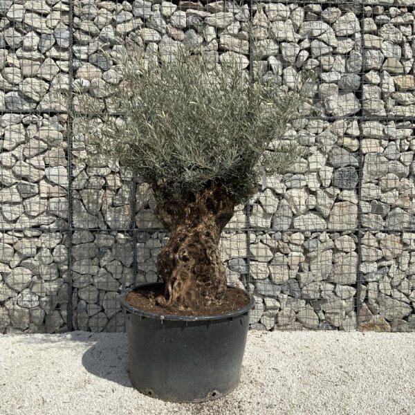 Gnarled Olive Tree XXL (Ancient) J502 - AA6A4A80 AD11 4CFA 88B2 28B855C19C96 1 105 c
