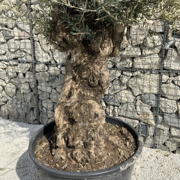 Gnarled Olive Tree XXL (Ancient) J295 - AADB0749 31B6 4F7F 9A68 12A946CF4773 1 105 c 1