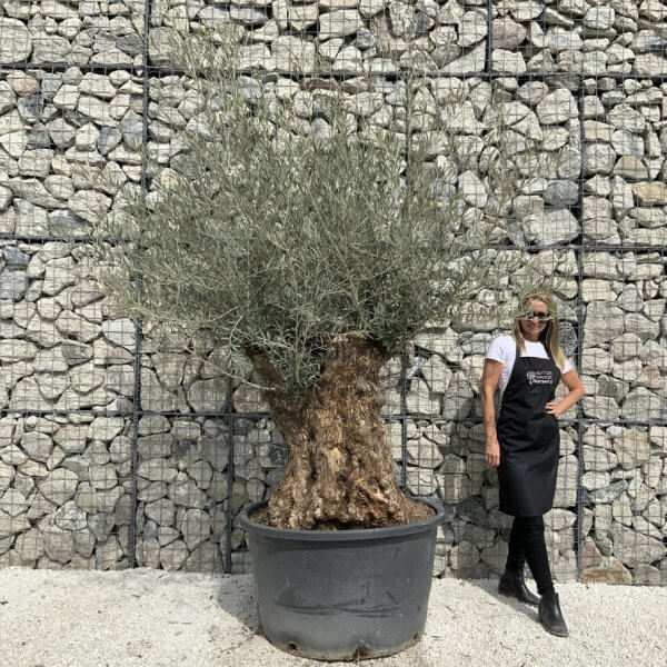 Gnarled Olive Tree XXL (Ancient) J519 - AB66FD77 4C4E 4249 B47B 24FD2F5605A0 1 105 c