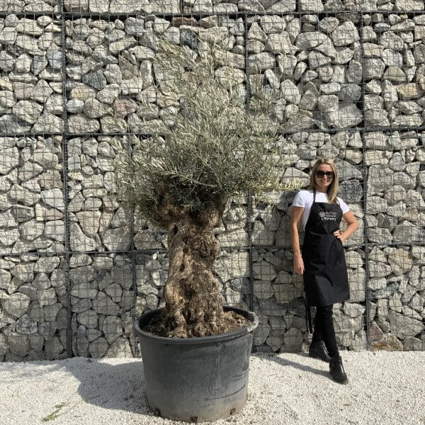 Gnarled Olive Tree XXL (Ancient) J295 - AE522F2B 9CFB 4CAB 9C9B 276CA128913F 1 105 c 1