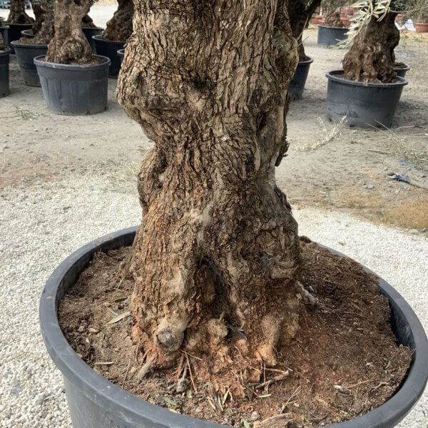 Gnarled Olive Tree XXL (Ancient) J526 - AEE0C35E D4C4 40E1 B56D 8FEB7785448C 1 105 c