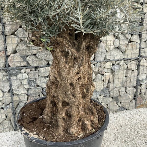 Gnarled Olive Tree XXL (Ancient) J497 - AFF7083A 161E 4B03 AA4A 0AC582CA28BF 1 105 c