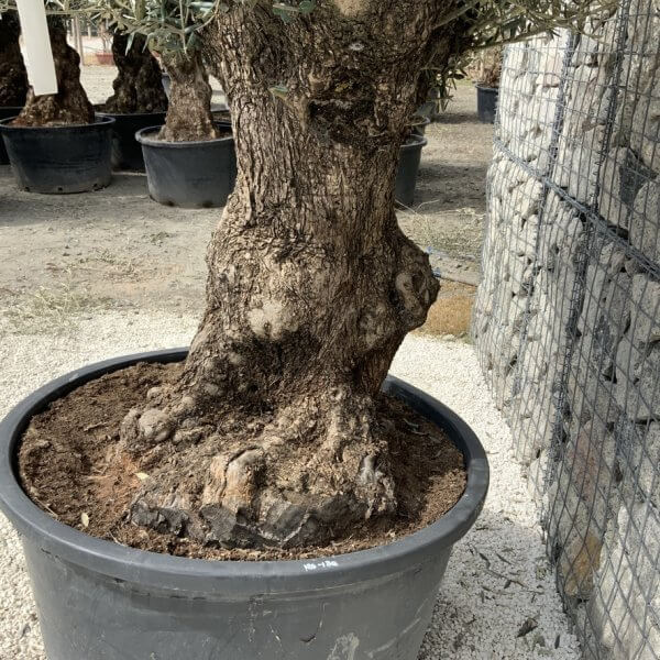Gnarled Olive Tree XXL (Ancient) J521 - B39517DF 9892 4AA4 AE27 4ECB8B073D49 1 105 c