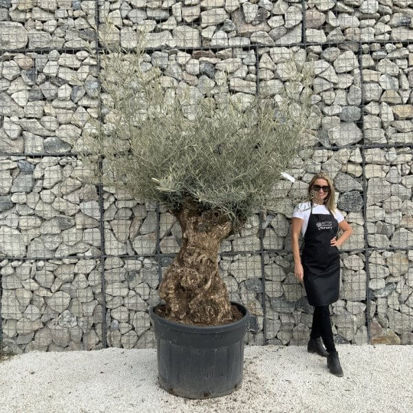 Gnarled Olive Tree XXL (Ancient) J498 - B4DE0E1E 087E 44DB BDC9 2AA97239A7A4 1 105 c