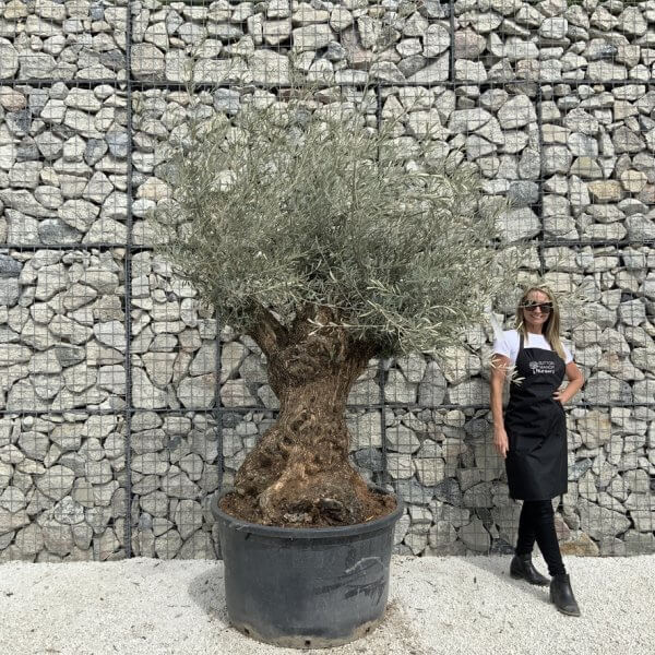 Gnarled Olive Tree XXL (Ancient) J513 - B5610283 1DA8 40EC 9FDD 314ACA8339F8 1 105 c