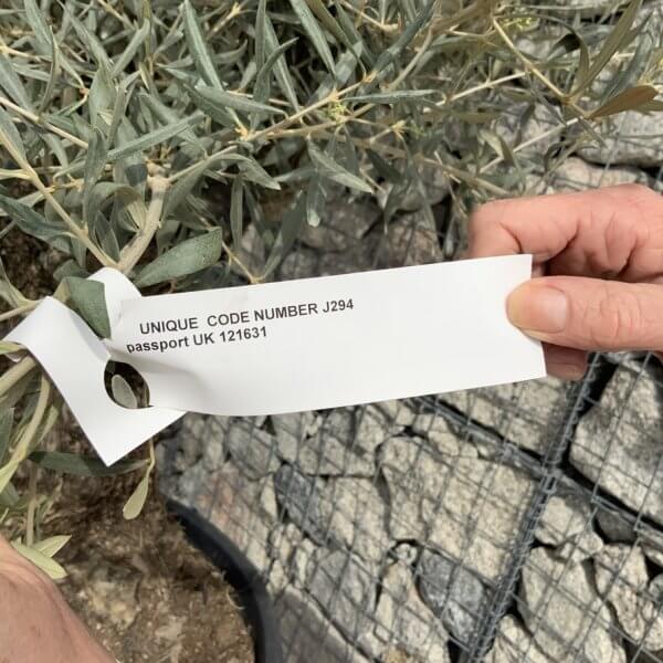 Gnarled Olive Tree XXL (Ancient) J294 - B6621D82 7D95 4911 8569 56848A5F3B32 1 105 c