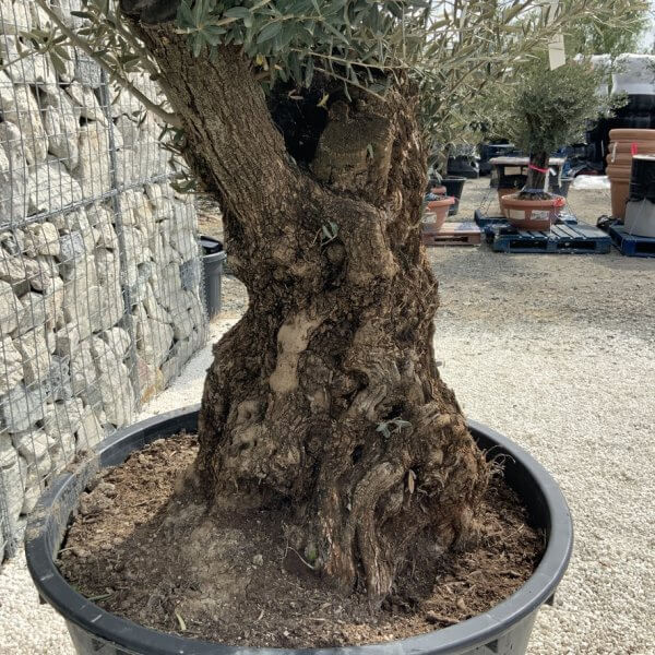 Gnarled Olive Tree XXL (Ancient) J293 - B6C47EB3 B5C2 4A7C B360 97195D340625 1 105 c