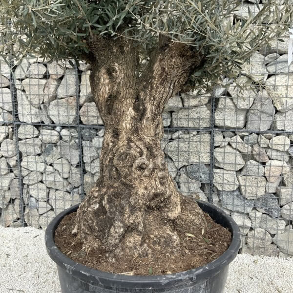Gnarled Olive Tree XXL (Ancient) J525 - B7518086 0C7E 4C25 A579 8B2A242A36AB 1 105 c