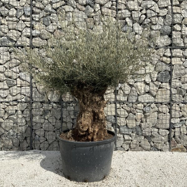 Gnarled Olive Tree XXL (Ancient) J500 - B8B1F2AB 2FF0 48DB 92C8 D046EF5B3A78 1 105 c