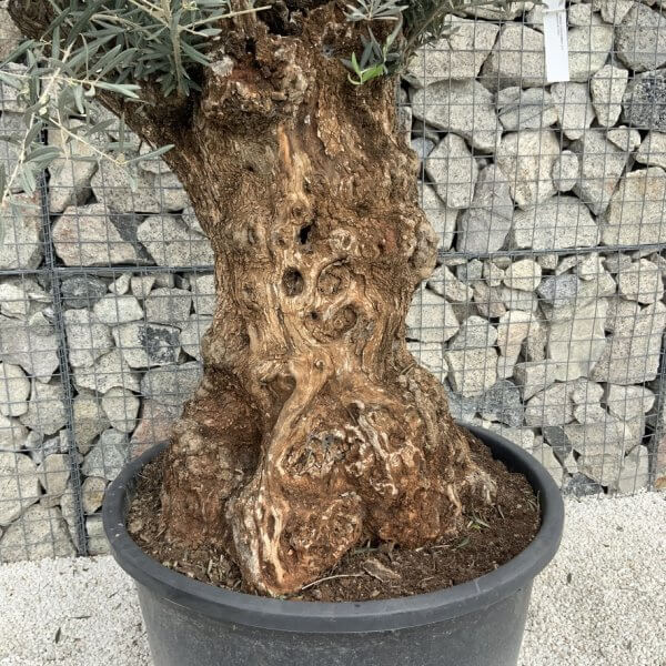 Gnarled Olive Tree XXL (Ancient) J510 - B8B78F72 CC09 4F42 BCD8 843638647668 1 105 c