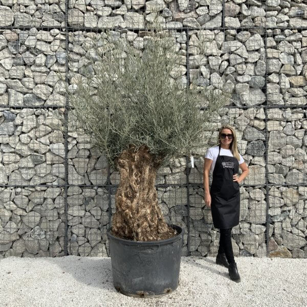 Gnarled Olive Tree XXL (Ancient) J490 - B9AA7798 E093 4932 8438 C1B61A6A8B34 1 105 c