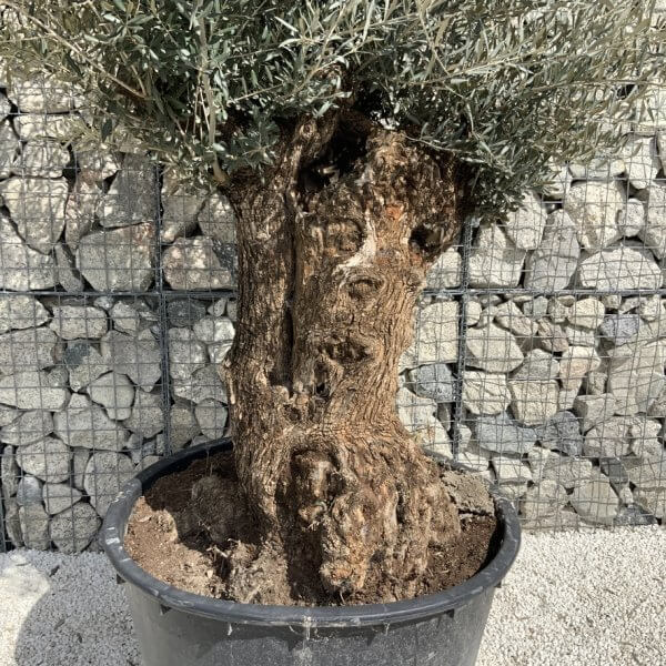 Gnarled Olive Tree XXL (Ancient) J501 - BC3DC612 47E8 49ED 86CF 60634D98D239 1 105 c