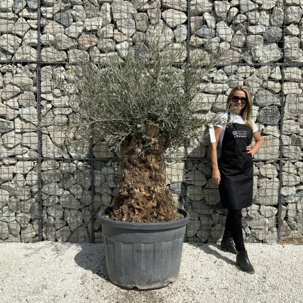 Gnarled Olive Tree XXL (Ancient) J506