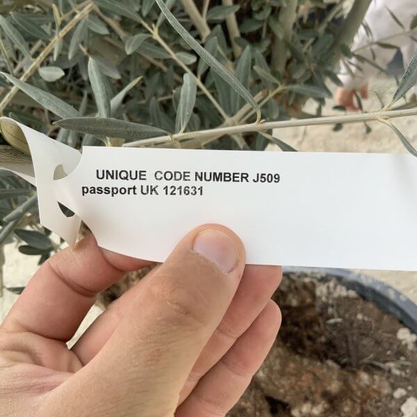 Gnarled Olive Tree XXL (Ancient) J509 - BCA7BD2B 248D 4FFB 9B0E 26AA63E2A19C 1 105 c