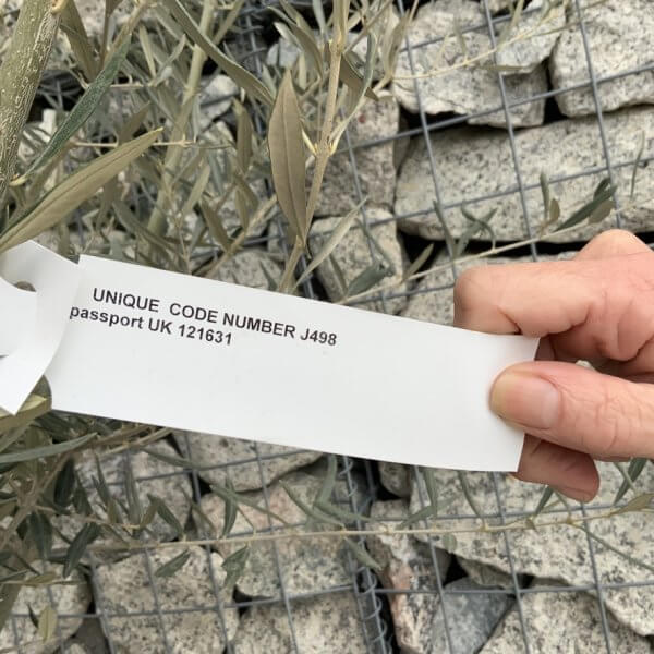 Gnarled Olive Tree XXL (Ancient) J498 - BCB7E9BE 84EA 4050 9B56 0A49FC45816F 1 105 c 1