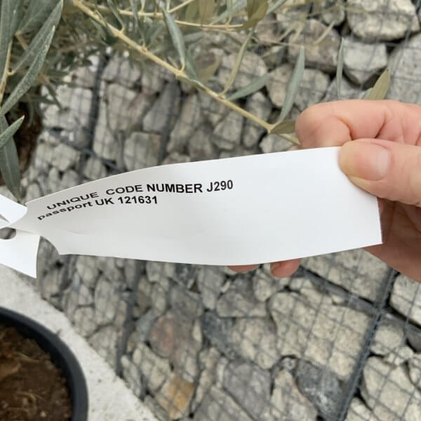 Gnarled Olive Tree XXL (Ancient) J290 - BE7918A7 EEBE 41E6 9E55 31B35D92FA45 1 105 c