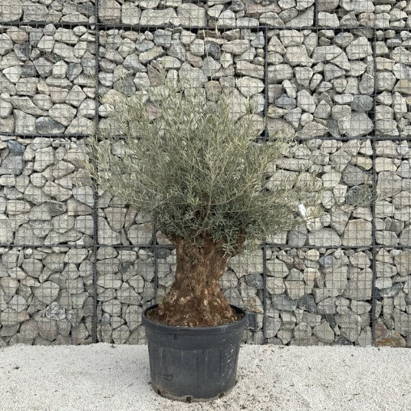 Gnarled Olive Tree XXL (Ancient) J291 - BEE31BB1 46A5 4657 A6B7 3339332362F6 1 105 c