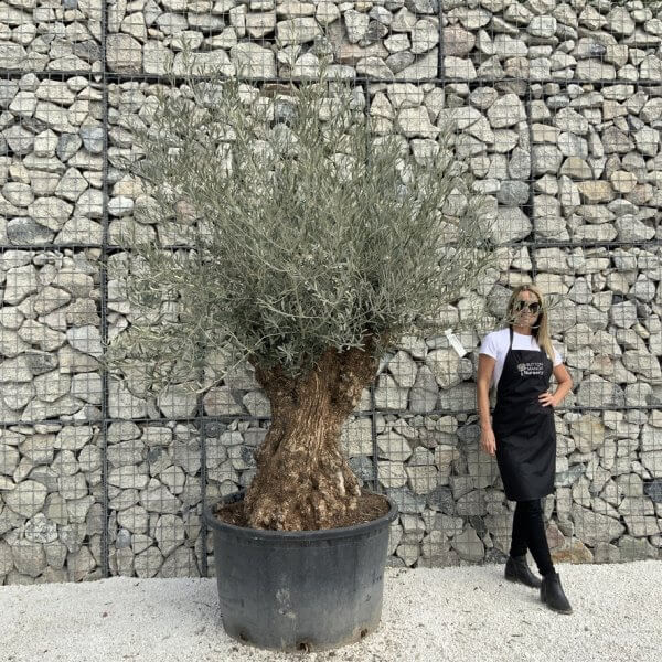 Gnarled Olive Tree XXL (Ancient) J493 - BFB4EF5E 586D 40E5 B1B8 A45B1B4993CF 1 105 c