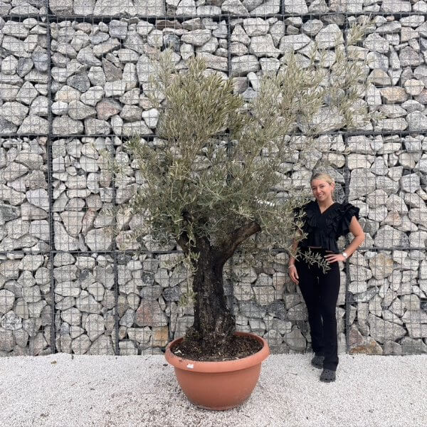 Olive Tree Gnarled XXL Natural Crown (In Patio Pot) J482 - C00CD611 F623 40D1 9746 1C2663CE961A 1 105 c 1