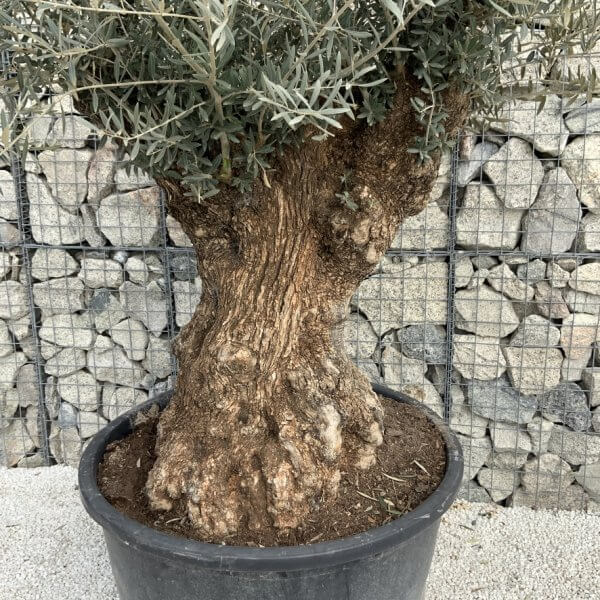 Gnarled Olive Tree XXL (Ancient) J493 - C0A29F22 76F2 4171 9451 C1D55ACFEE3B 1 105 c