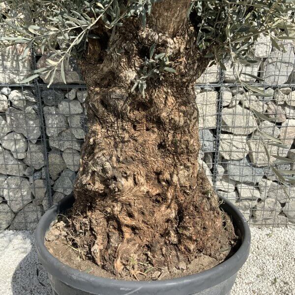 Gnarled Olive Tree XXL (Ancient) J506 - Image 3