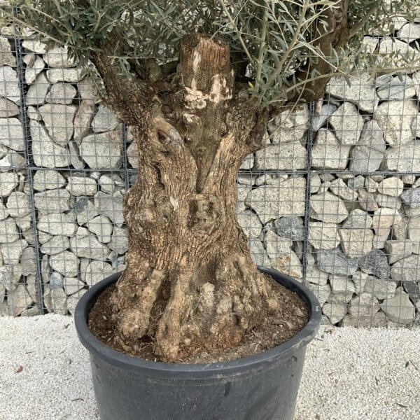 Gnarled Olive Tree XXL (Ancient) J494 - C6873A5E 4F95 4AB4 A7B8 B8BC3DB6C301 1 105 c