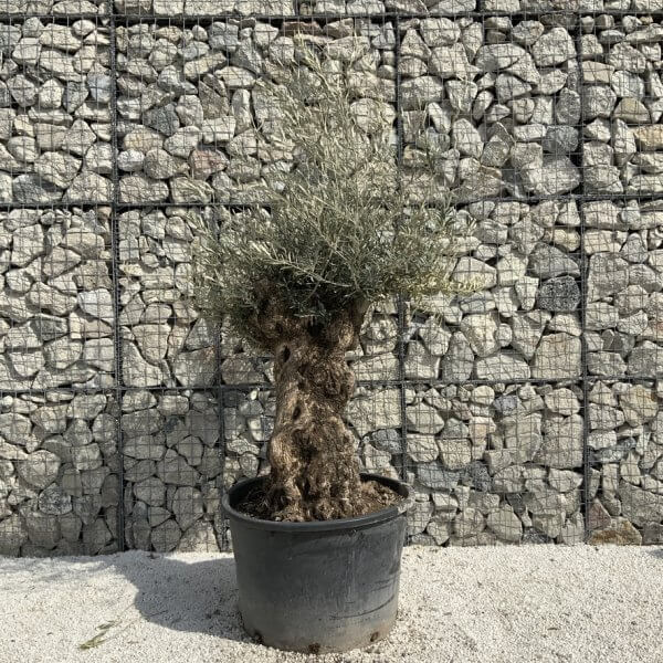 Gnarled Olive Tree XXL (Ancient) J295 - C6B4C50A 541D 4D37 BECF 771D0631CF4A 1 105 c 1