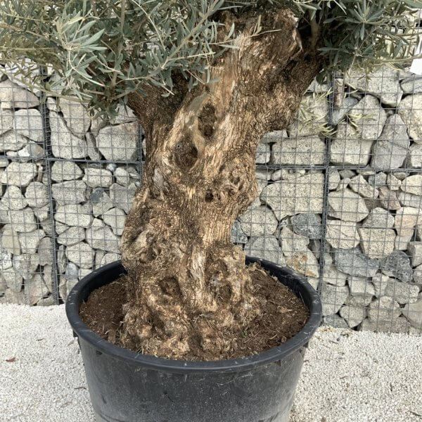 Gnarled Olive Tree XXL (Ancient) J495 - C7A9A19A D38C 4995 B9C8 5558ABD1951C 1 105 c 1