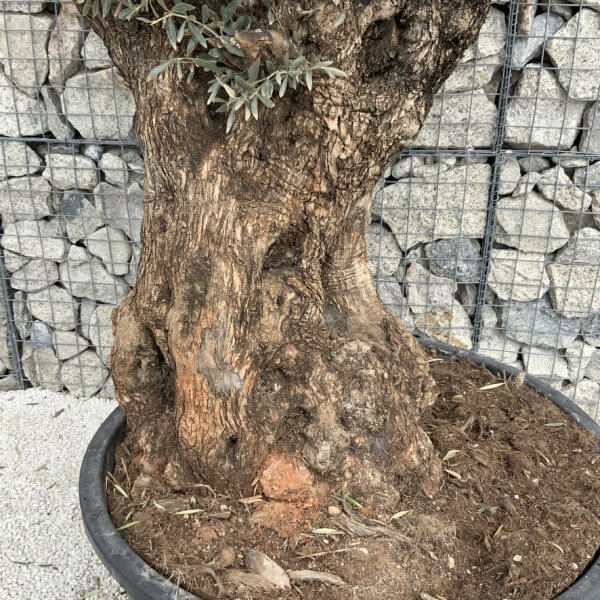 Gnarled Olive Tree XXL (Ancient) J517 - C88BE707 1366 4BC9 85D1 91E7F874E2D9 1 105 c