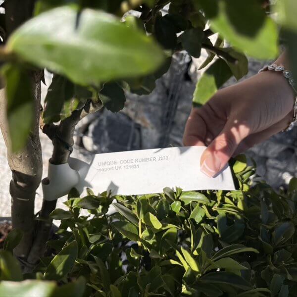 Ilex Maximowicziana Cloud Tree J270 - C9DCDBA6 5C2D 44B1 B68D 0CF9A316F620 1 105 c 1