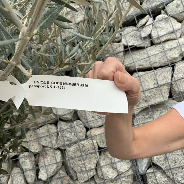 Gnarled Olive Tree XXL (Ancient) J510 - CA14E7CE DE4A 44CD 9776 50D341D10108 scaled